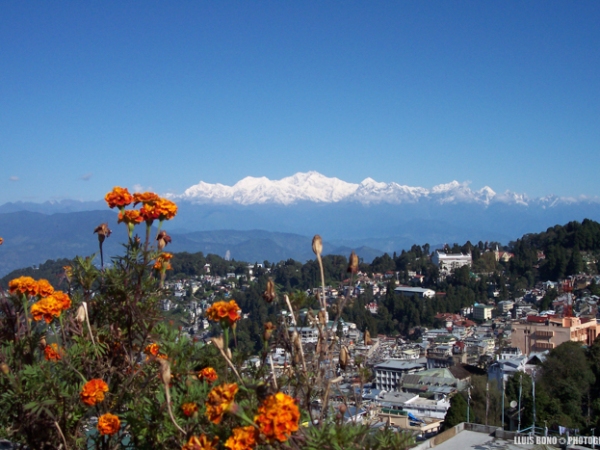 Per la Ruta dels Himalàies. Darjeeling, l’aroma del te