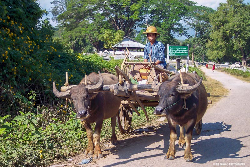 Carro de bous a Hsipaw, Myanmar