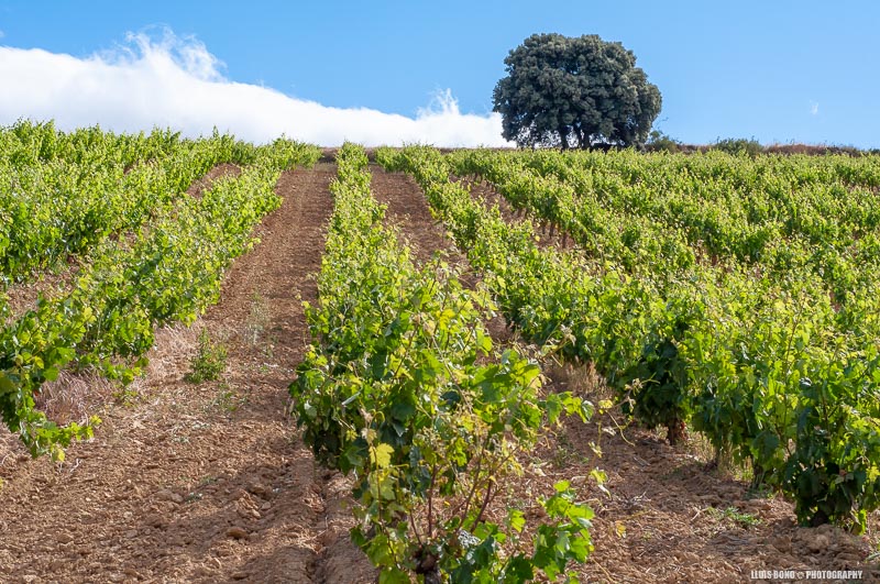 Vinyes a la Rioja Alabesa